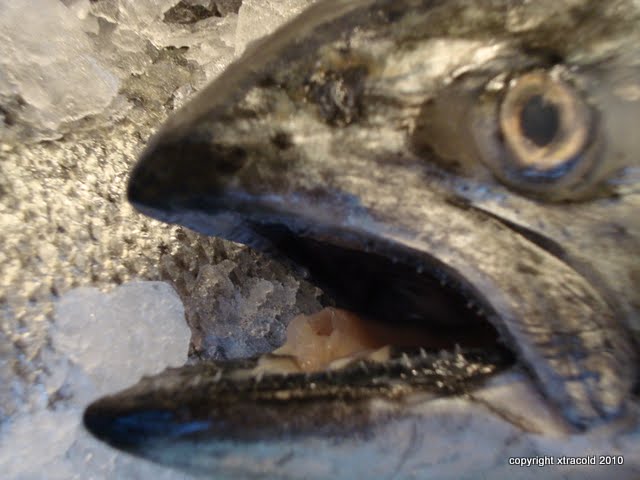 dsc00553.jpg