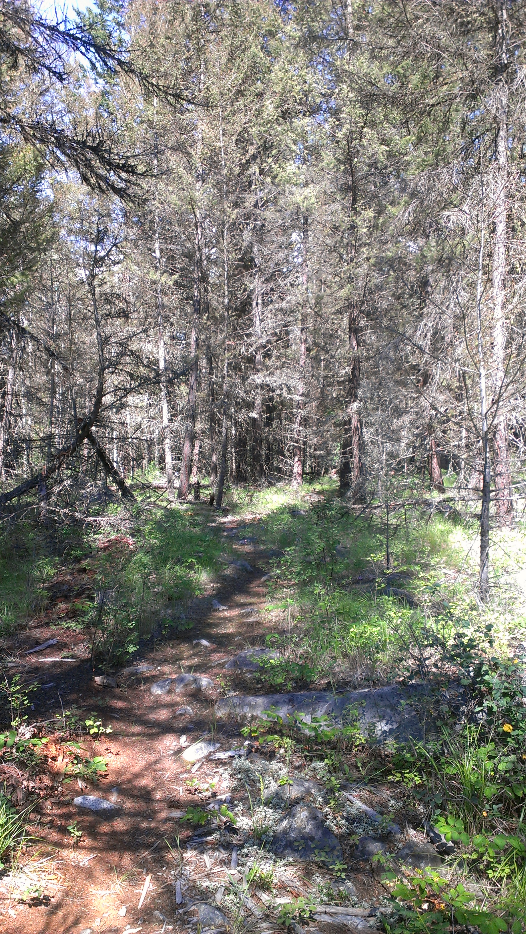 IMAG0133.jpg
